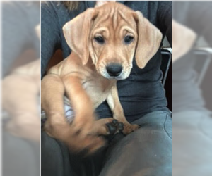 Mutt Dogs for adoption in Plainfield, IL, USA