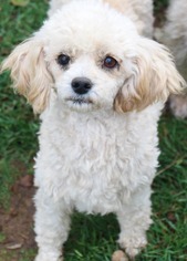 Medium Photo #1 Poodle (Miniature) Puppy For Sale in PIPE CREEK, TX, USA