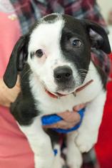 Boglen Terrier Dogs for adoption in Johnson City, TN, USA