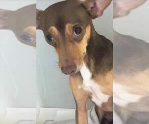 Italian Greyhound-Miniature Pinscher Mix Dogs for adoption in Baileyton, AL, USA