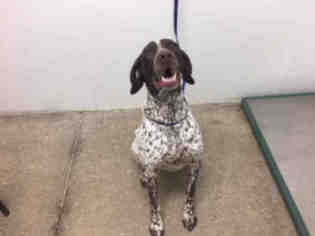 German Shorthaired Pointer Dogs for adoption in Lawrence, KS, USA