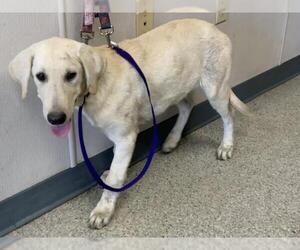 Labrador Retriever-Unknown Mix Dogs for adoption in Visalia, CA, USA