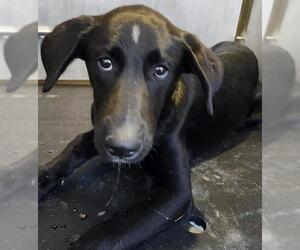 Labrador Retriever-Unknown Mix Dogs for adoption in San Antonio, TX, USA