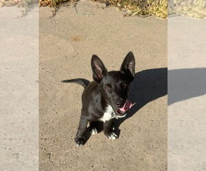 German Shepherd Dog-Unknown Mix Dogs for adoption in DISCOVERY BAY, CA, USA