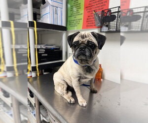 Pug Dogs for adoption in Bakersfield, CA, USA