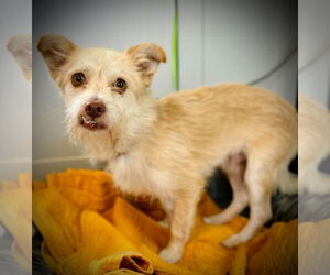 Mutt Dogs for adoption in Pacolet, SC, USA