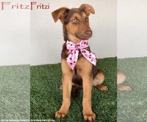Shepradors Dogs for adoption in San Diego, CA, USA