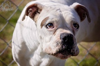 Boxer Dogs for adoption in Pryor, OK, USA