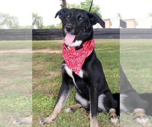 Borador Dogs for adoption in Von Ormy, TX, USA