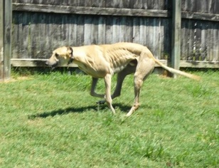 Greyhound Dogs for adoption in Fort Lauderdale, FL, USA