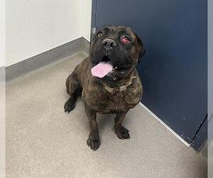 Mutt Dogs for adoption in HESPERIA, CA, USA