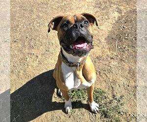 Boxer Dogs for adoption in Stanwood, WA, USA