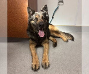 German Shepherd Dog Dogs for adoption in Rancho Cucamonga, CA, USA