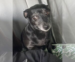 Chihuahua-Unknown Mix Dogs for adoption in Chico, CA, USA
