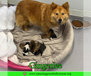 Chow Chow-Unknown Mix Dogs for adoption in Pensacola, FL, USA