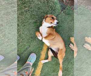 Collie-Unknown Mix Dogs for adoption in garner, NC, USA