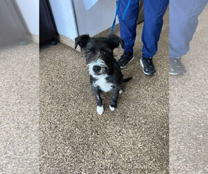 Mutt Dogs for adoption in San Diego, CA, USA