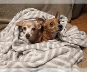 Miniature Pinscher Dogs for adoption in Oakhurst, NJ, USA