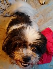 Shih Tzu Dogs for adoption in Blacksburg, SC, USA