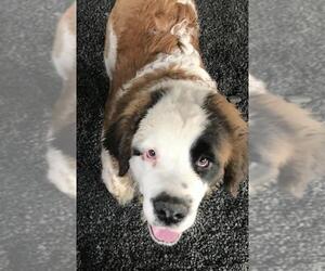 Saint Bernard Dogs for adoption in Stroudsburg, PA, USA