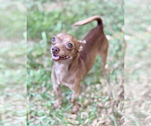 Chihuahua Dogs for adoption in Gulfport, MI, USA