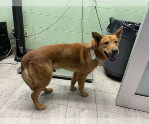 German Shepherd Dog-Unknown Mix Dogs for adoption in Grand Prairie, TX, USA