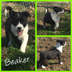 Collie-Labrador Retriever Mix Dogs for adoption in Alvarado, TX, USA