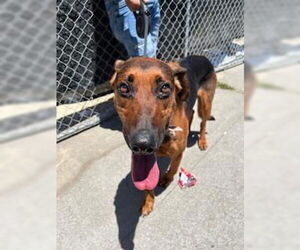 German Shepherd Dog Dogs for adoption in Stockton, CA, USA
