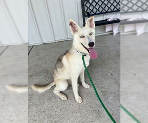 Huskies -Unknown Mix Dogs for adoption in Conroe, TX, USA
