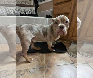 Medium Photo #5 Mutt Puppy For Sale in Spotsylvania, VA, USA