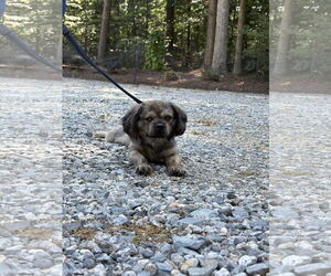 Pekingese-Unknown Mix Dogs for adoption in Holly Springs, NC, USA