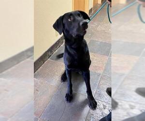 Great Dane-Labrador Retriever Mix Dogs for adoption in South Lake Tahoe, CA, USA
