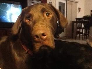 Mutt Dogs for adoption in Cincinnati, OH, USA