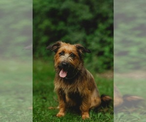 Mutt Dogs for adoption in Lewistown, PA, USA