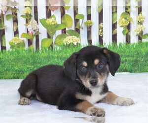 Mutt Dogs for adoption in Oroville, CA, USA