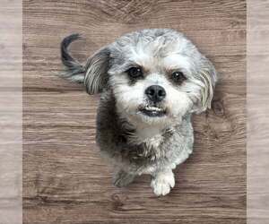 Shih Tzu-Unknown Mix Dogs for adoption in Missouri City, TX, USA