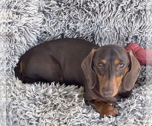 Dachshund Dogs for adoption in Hesperia, CA, USA