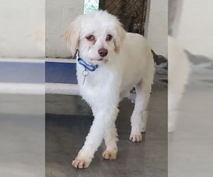 Mutt Dogs for adoption in Ventura, CA, USA