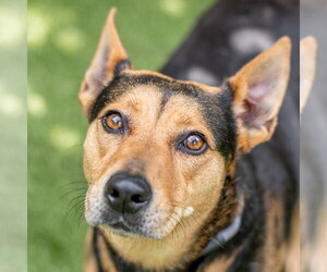 Mutt Dogs for adoption in Hilton Head, SC, USA