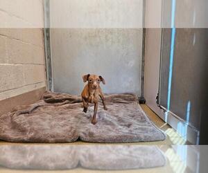 Miniature Pinscher-Unknown Mix Dogs for adoption in Martinez, CA, USA