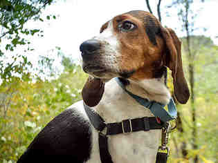 Treeing Walker Coonhound Dogs for adoption in Pittsburgh, PA, USA