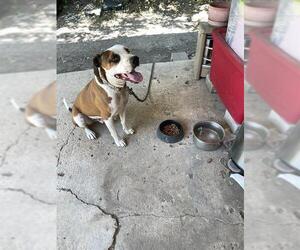 Mutt Dogs for adoption in San Antonio, TX, USA