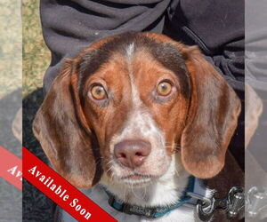 Beagle Dogs for adoption in Huntley, IL, USA