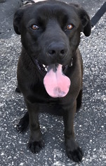 Mastador Dogs for adoption in Mankato, MN, USA