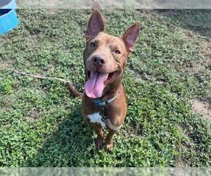 American Pit Bull Terrier-Labrador Retriever Mix Dogs for adoption in Ocala, FL, USA