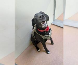 Great Dane-Labrador Retriever Mix Dogs for adoption in Ogden, UT, USA