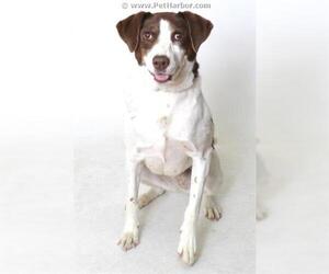 Pointer Dogs for adoption in Fruit Heights, UT, USA