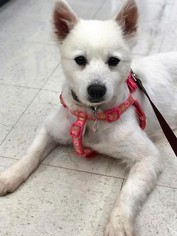 American Eskimo Dog Dogs for adoption in Buffalo, NY, USA