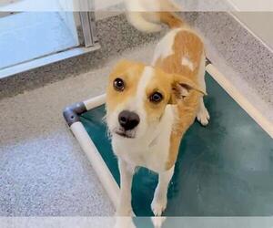 Parson Russell Terrier-Unknown Mix Dogs for adoption in Houston, TX, USA