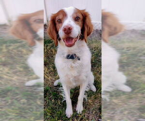 Brittany Dogs for adoption in Curwensville, PA, USA